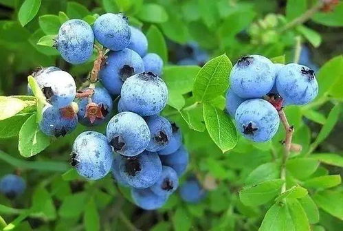 藍(lán)莓酒文化之傳說(shuō)篇