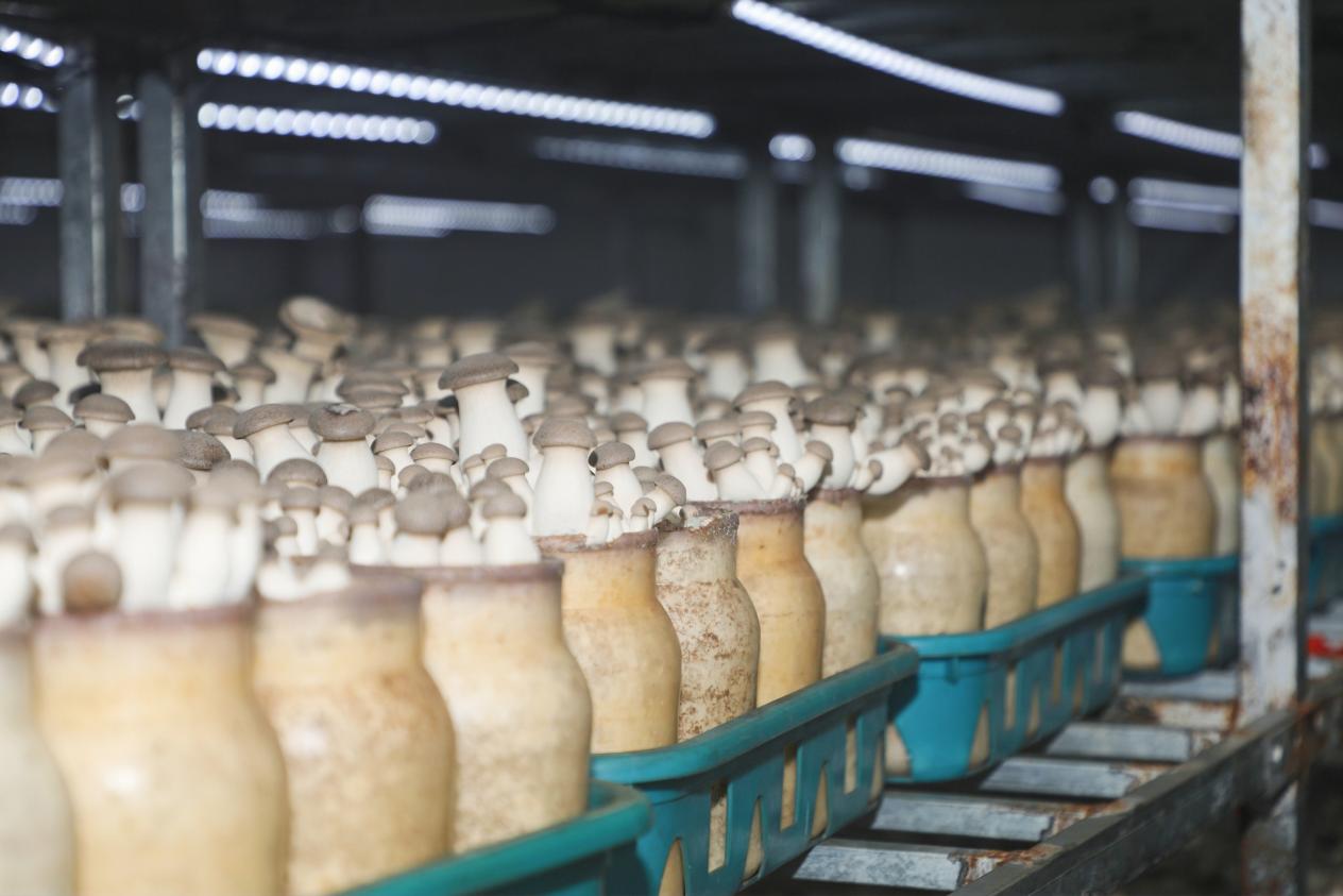 學以致用助力鄉村振興 西海岸新區網信新農人活動成果豐碩，藍莓酒香飄四方